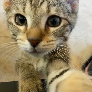 Meet your Posher, Jessie